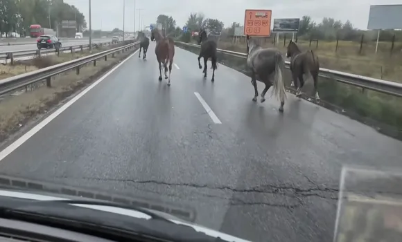 M5-ösön szabadon kalandozó lovak hihetetlen forgalmi káoszt okoztak – videóval