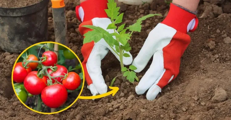 Paradicsomok érlelése ősszel: Varázsolj bőséges termést a hideg hónapokra!