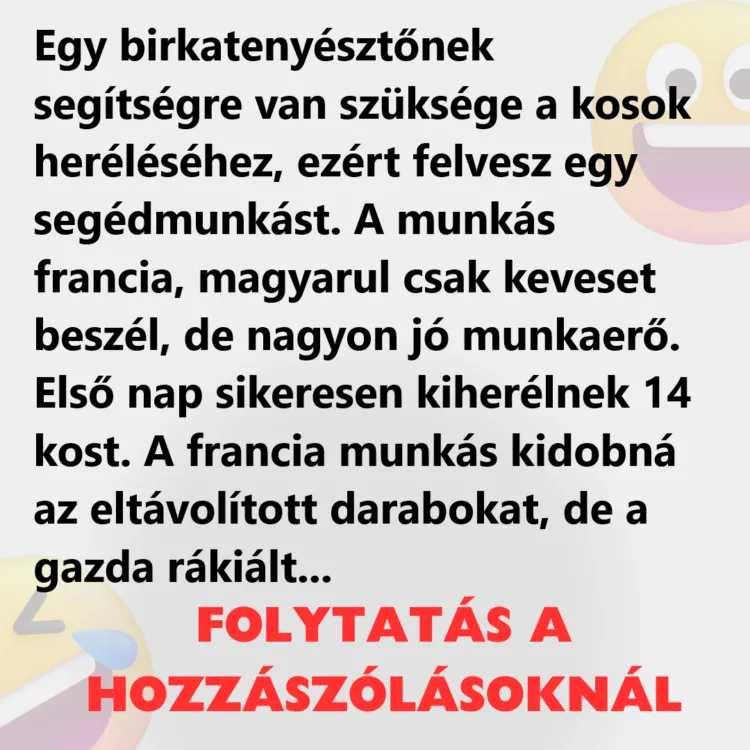 Vicc: Egy birkatenyésztőnek segítségre van szüksége