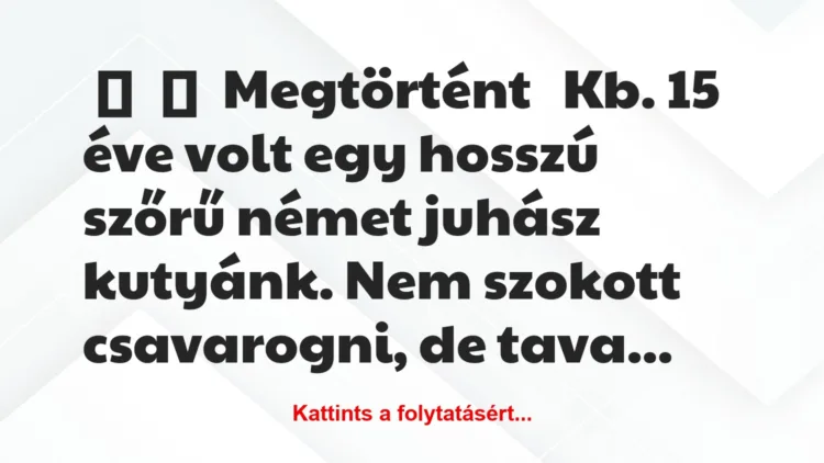 Vicc: 
	    	    Megtörtént


Kb. 15 éve volt egy hosszú szőrű német…