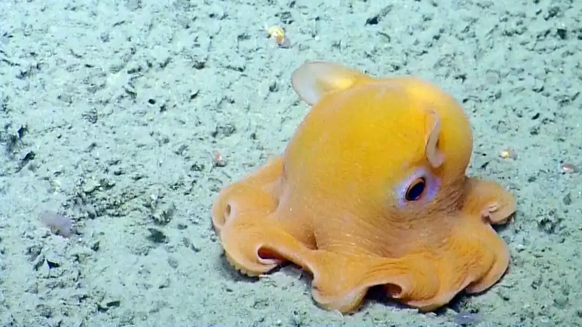 állati intelligencia, állatok jogai, állatvédelem, etikus táplálkozás, intelligens állatok, környezetvédelem, óceán, Peter Godfrey-Smith, polip, poliptenyésztés, Sylvia Earle, tenger gyümölcsei, tengerbiológia, tengeri élővilág