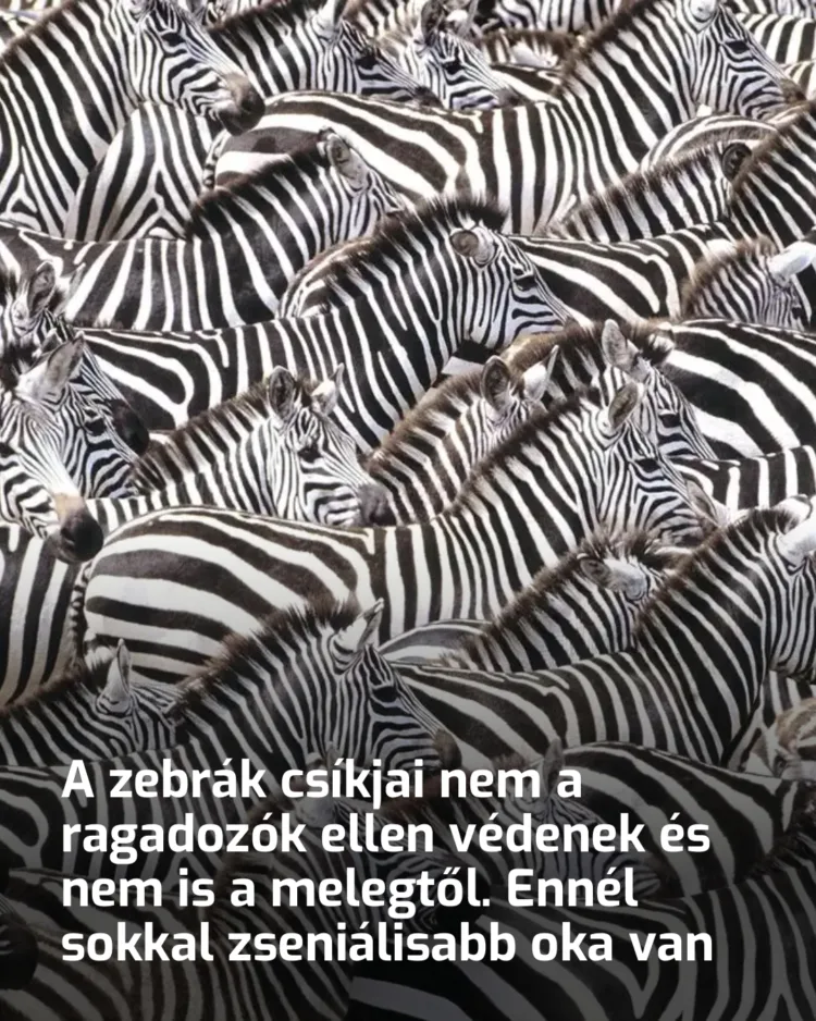 A zebrák csíkjainak lenyűgöző titka