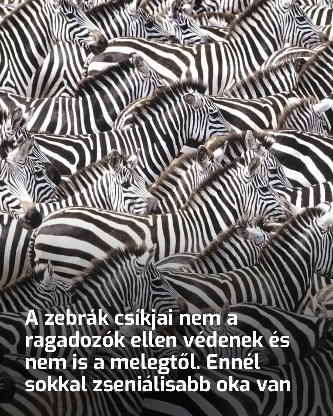 zebra